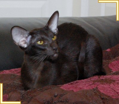 Oriental Havana Cat