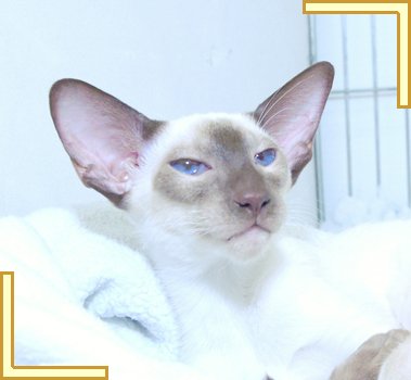 Chocolate Point Siamese Cat