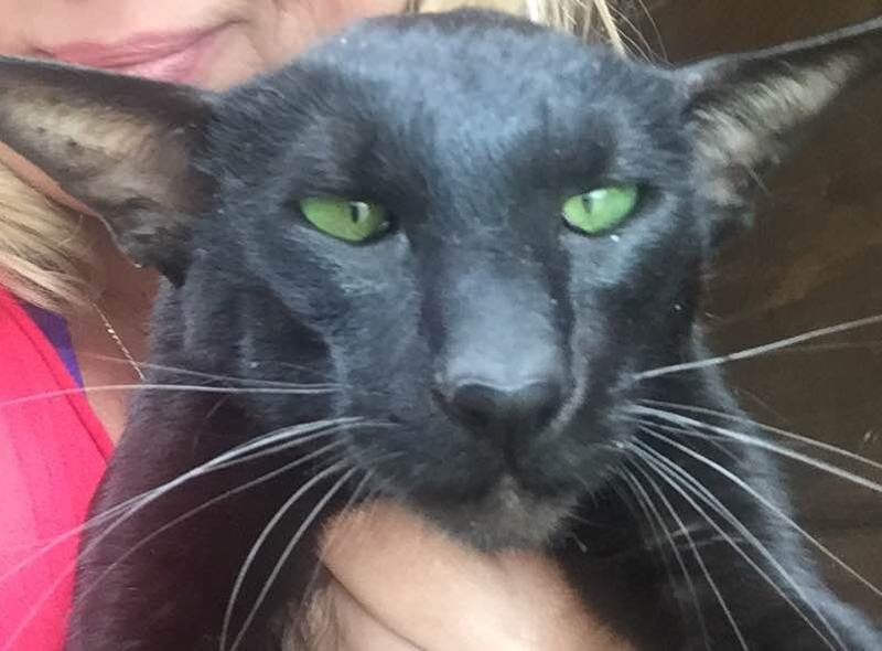 Ch Rozanden Othello Oriental Black Stud Cat