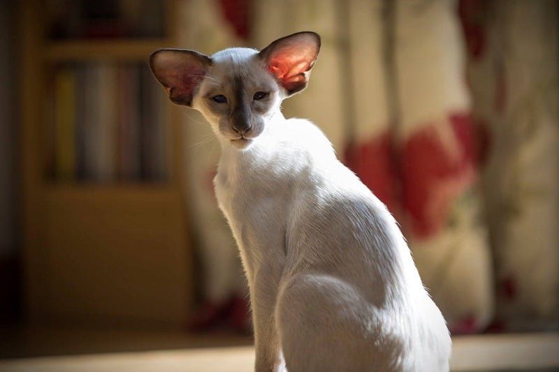 Chocolate Point Siamese