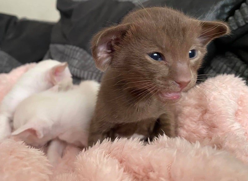 Oriental Kitten