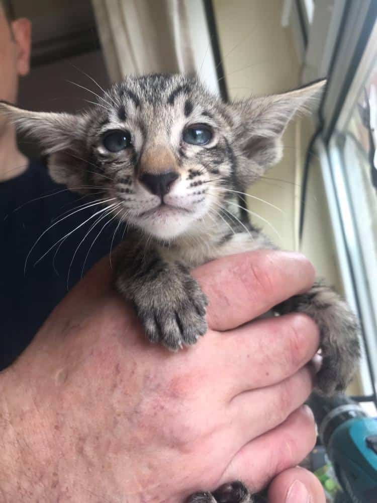 Oriental Kittens (1)
