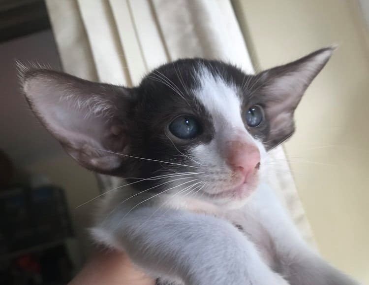 Oriental Kittens (2)