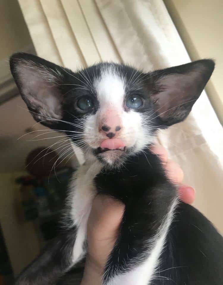Oriental Kittens (3)