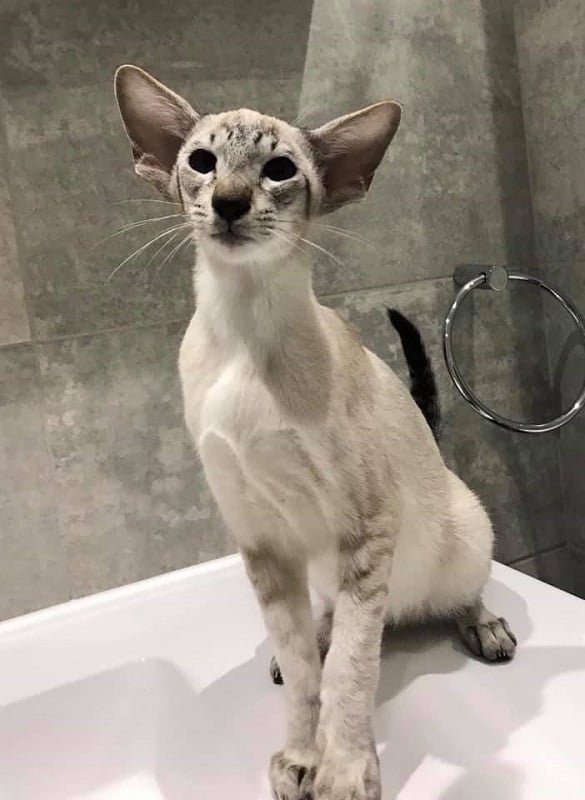Seal tabby point Siamese