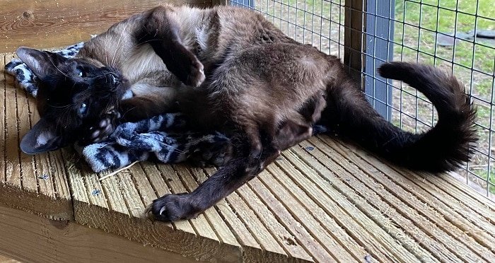 Siamese stud cat