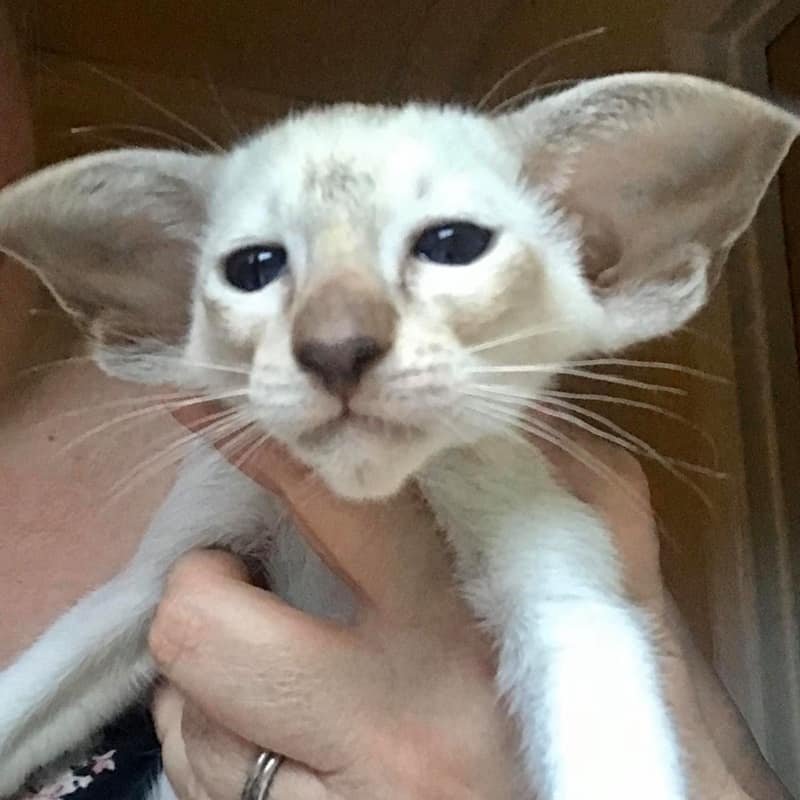 Tabby Siamese Kitten