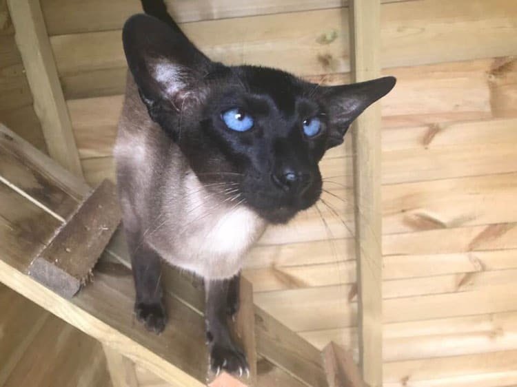 seal point Siamese stud cat