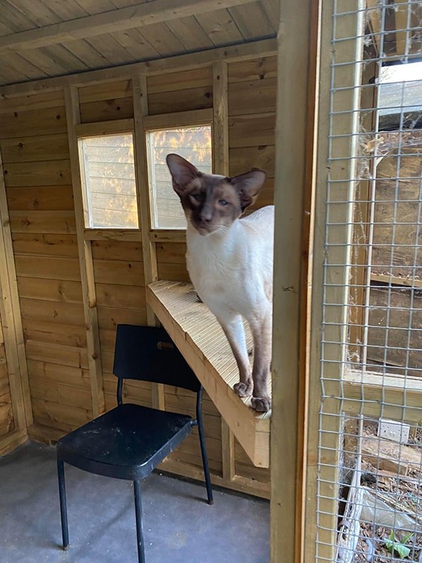 chocolate point siamese stud cat (1)