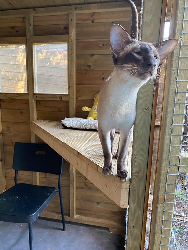 chocolate point siamese stud cat (2)