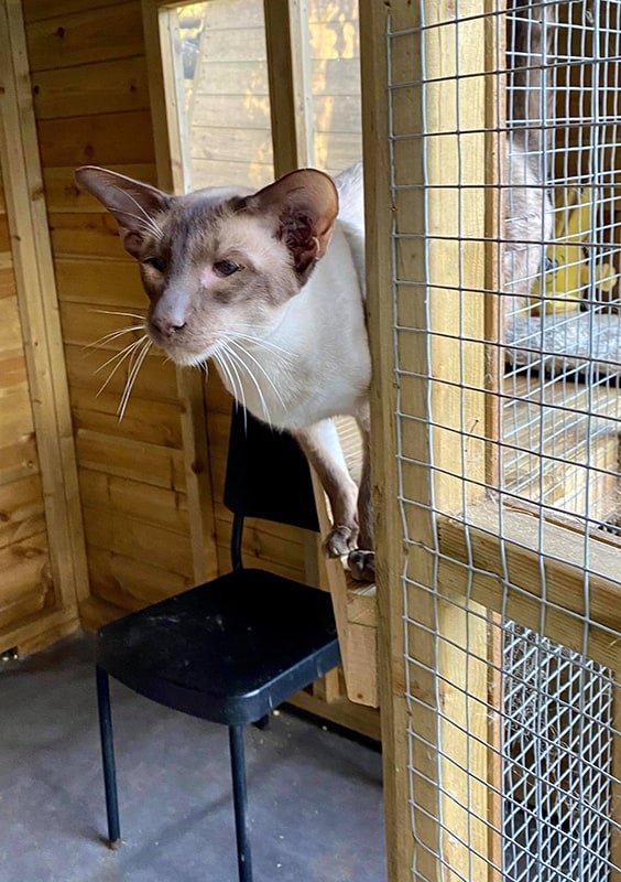 chocolate point siamese stud cat (3)